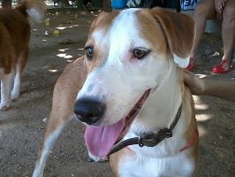 Doação de cachorro adulto fêmea com pelo médio e de porte médio em Rio De Janeiro/RJ - 29/04/2013 - 10377