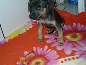 Doação de filhote de cachorro fêmea com pelo curto e de porte médio em Londrina/PR - 07/05/2013 - 10396