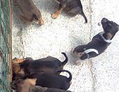 Doação de filhote de cachorro fêmea com pelo curto e de porte médio em Blumenau/SC - 26/10/2013 - 11294