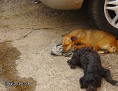 Doação de cachorro adulto fêmea com pelo curto e de porte pequeno em Bauru/SP - 22/01/2014 - 12234
