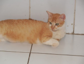 Doação de gato adulto fêmea com pelo curto e de porte pequeno em Santos/SP - 29/01/2014 - 12324