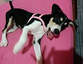 Doação de filhote de cachorro fêmea com pelo curto e de porte pequeno em Belém/PA - 06/02/2014 - 12411