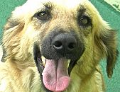 Doação de cachorro adulto fêmea com pelo curto e de porte médio em São Paulo/SP - 07/02/2014 - 12441