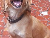 Doação de cachorro adulto fêmea com pelo curto e de porte pequeno em São Paulo/SP - 11/02/2014 - 12497