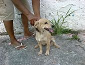 Doação de cachorro adulto fêmea com pelo curto e de porte pequeno em São Paulo/SP - 11/02/2014 - 12498