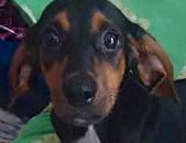 Doação de filhote de cachorro macho com pelo curto e de porte pequeno em São Paulo/SP - 11/02/2014 - 12505