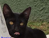 Doação de filhote de gato macho com pelo curto e de porte pequeno em São Paulo/SP - 24/02/2014 - 12576