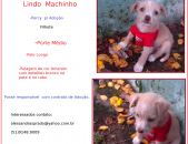 Doação de filhote de cachorro macho com pelo curto e de porte médio em Porto Alegre/RS - 24/03/2014 - 13057