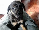 Doação de filhote de cachorro macho com pelo curto e de porte pequeno em Curitiba/PR - 01/04/2014 - 13195