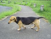 Doação de cachorro adulto macho com pelo curto e de porte pequeno em Curitiba/PR - 07/04/2014 - 13282