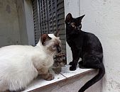 Doação de filhote de gato macho com pelo curto e de porte pequeno em São Paulo/SP - 18/04/2014 - 13417