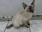 Doação de gato adulto fêmea com pelo curto e de porte pequeno em São Paulo/SP - 18/04/2014 - 13428