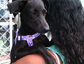 Doação de filhote de cachorro fêmea com pelo curto e de porte médio em Salvador/BA - 02/06/2014 - 14049