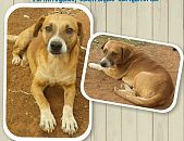 Doação de cachorro adulto macho com pelo curto e de porte médio em Belo Horizonte/MG - 17/07/2014 - 14571