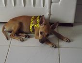 Doação de filhote de cachorro macho com pelo curto e de porte médio em Salvador/BA - 21/07/2014 - 14595