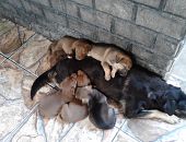 Doação de filhote de cachorro macho com pelo curto e de porte médio em Barra De São João/RJ - 24/07/2014 - 14658