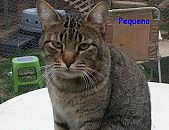 Doação de gato adulto macho com pelo curto e de porte pequeno em São Paulo/SP - 25/07/2014 - 14670