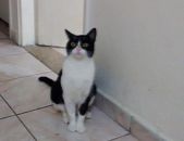 Doação de filhote de gato fêmea com pelo curto e de porte pequeno em Guarulhos/SP - 27/07/2014 - 14688
