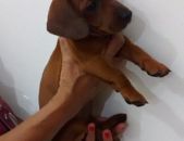 Doação de filhote de cachorro macho com pelo curto e de porte pequeno em Rio De Janeiro/RJ - 28/07/2014 - 14694