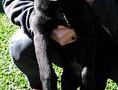 Doação de filhote de cachorro macho com pelo curto e de porte médio em Bento Gonçalves/RS - 28/07/2014 - 14697