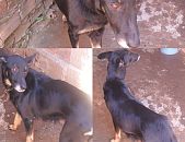 Doação de cachorro adulto fêmea com pelo curto e de porte médio em Arrozal/RJ - 30/07/2014 - 14709