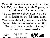 Doação de cachorro adulto macho com pelo longo e de porte médio em Belo Horizonte/MG - 11/08/2014 - 14885