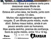 Doação de filhote de cachorro macho com pelo curto e de porte médio em Belo Horizonte/MG - 11/08/2014 - 14886