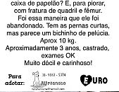 Doação de cachorro adulto macho com pelo longo e de porte pequeno em Belo Horizonte/MG - 11/08/2014 - 14887