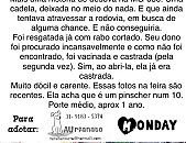 Doação de cachorro adulto fêmea com pelo curto e de porte médio em Belo Horizonte/MG - 11/08/2014 - 14888