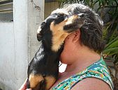 Doação de filhote de cachorro macho com pelo curto e de porte pequeno em São Paulo/SP - 17/08/2014 - 14965