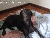 Doação de filhote de cachorro fêmea com pelo curto e de porte médio em Rio De Janeiro/RJ - 19/08/2014 - 14987