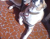Doação de cachorro adulto macho com pelo curto e de porte médio em São Paulo/SP - 20/08/2014 - 14999