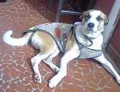 Doação de cachorro adulto macho com pelo curto e de porte médio em São Paulo/SP - 21/08/2014 - 15005