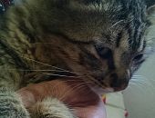 Doação de filhote de gato fêmea com pelo curto e de porte pequeno em Blumenau/SC - 23/08/2014 - 15021