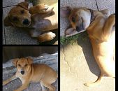 Doação de filhote de cachorro macho com pelo curto e de porte médio em Itajaí/SC - 26/08/2014 - 15053