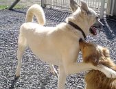 Doação de cachorro adulto fêmea com pelo curto e de porte grande em Blumenau/SC - 01/09/2014 - 15116