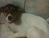 Doação de filhote de cachorro fêmea com pelo curto e de porte pequeno em São Paulo/PR - 04/09/2014 - 15161