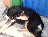 Doação de cachorro adulto fêmea com pelo curto e de porte médio em Guarulhos/SP - 05/09/2014 - 15173