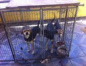 Doação de cachorro adulto fêmea com pelo curto e de porte pequeno em Rio De Janeiro/RJ - 06/09/2014 - 15179