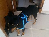 Doação de cachorro adulto macho com pelo curto e de porte médio em Londrina/PR - 06/09/2014 - 15180