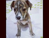 Doação de filhote de cachorro fêmea com pelo curto e de porte pequeno em Araçoiaba Da Serra/SP - 09/09/2014 - 15201