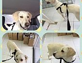 Doação de cachorro adulto fêmea com pelo curto e de porte médio em Rio De Janeiro/RJ - 13/09/2014 - 15242