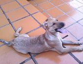 Doação de filhote de cachorro macho com pelo curto e de porte médio em Londrina/PR - 16/09/2014 - 15275