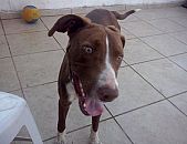 Doação de cachorro adulto macho com pelo curto e de porte médio em Santa Cruz Da Esperança/SP - 17/09/2014 - 15284