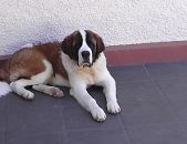 Doação de cachorro adulto macho com pelo longo e de porte grande em Blumenau/SC - 19/09/2014 - 15298