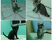 Doação de filhote de gato macho com pelo curto e de porte pequeno em Fortaleza/CE - 27/09/2014 - 15383