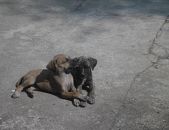 Doação de filhote de cachorro macho com pelo curto e de porte médio em Rio De Janeiro/RJ - 13/10/2014 - 15546
