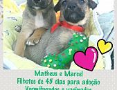 Doação de filhote de cachorro macho com pelo curto e de porte médio em Belo Horizonte/MG - 13/10/2014 - 15547