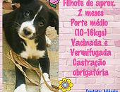 Doação de filhote de cachorro macho com pelo curto e de porte médio em Belo Horizonte/MG - 13/10/2014 - 15548