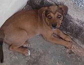 Doação de filhote de cachorro macho com pelo curto e de porte médio em Belo Horizonte/MG - 18/10/2014 - 15595